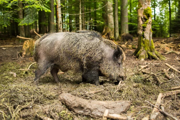 Blick auf Wildschweine — Stockfoto