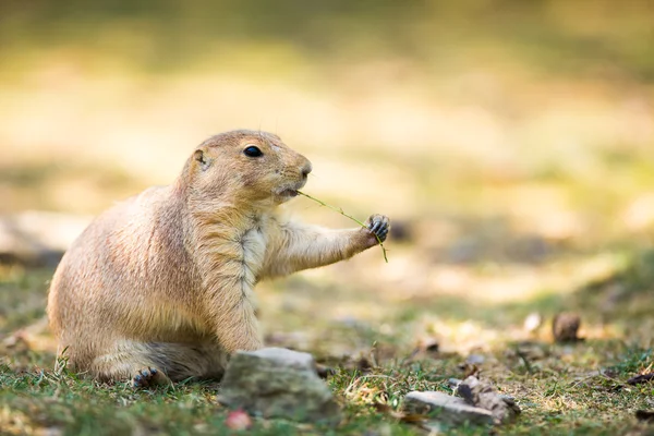 Black tailed prairie dog — Stock Photo, Image