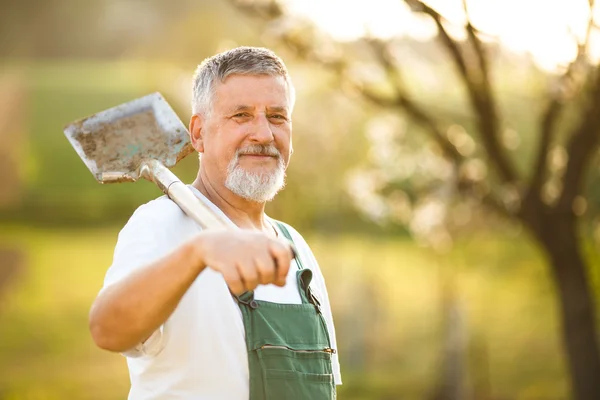 Senior mannen trädgårdsskötsel i sin trädgård — Stockfoto