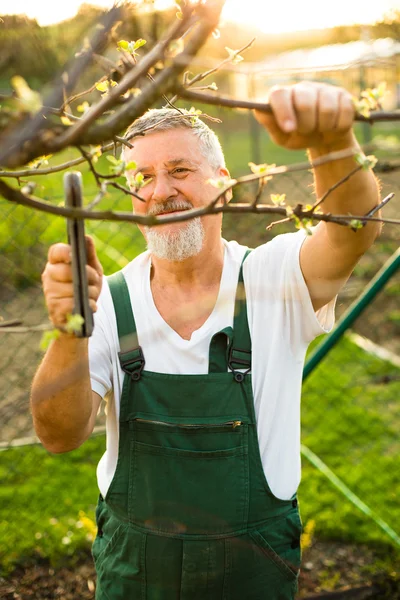 Bello uomo anziano giardinaggio nel suo giardino — Foto Stock