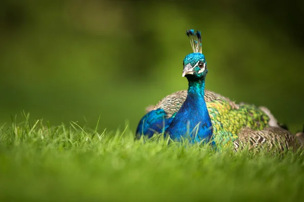 Prachtige Pauw (Pavo cristatus) — Stockfoto