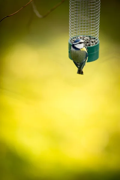 Tiny Blue tit on a feeder in a garden — Stock Photo, Image