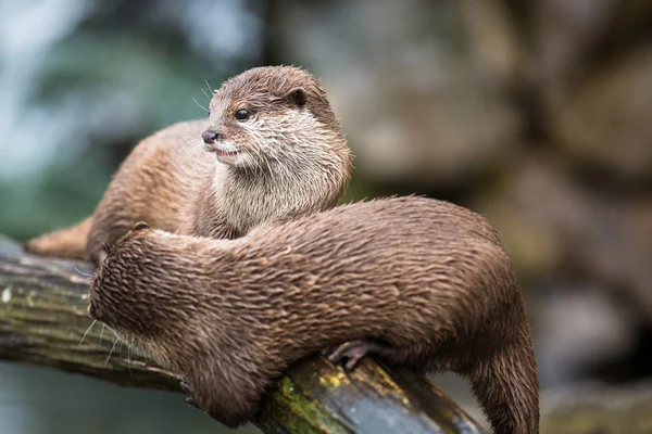 東洋の小さな爪のカワウソ — ストック写真