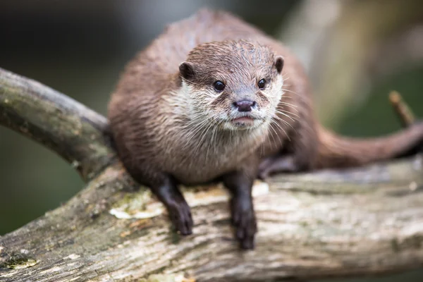 Una lontra orientale dagli artigli piccoli — Foto Stock