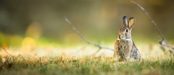 Cute rabbit in grass — Stock Photo, Image