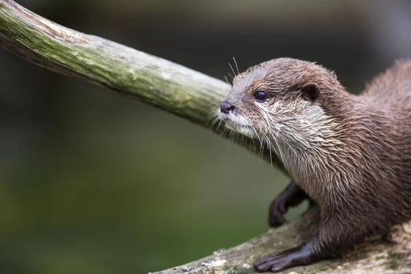 Una lontra orientale dagli artigli piccoli — Foto Stock