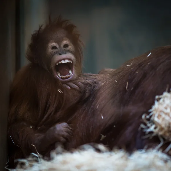 オランウータンの赤ちゃんビュー — ストック写真