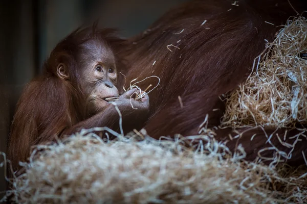 Orang utan bébé, accroché à une corde épaisse — Photo