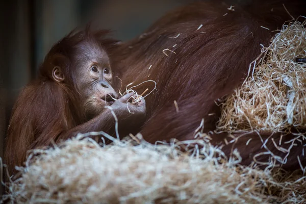 Orangutang baby, hängande på tjocka rep — Stockfoto