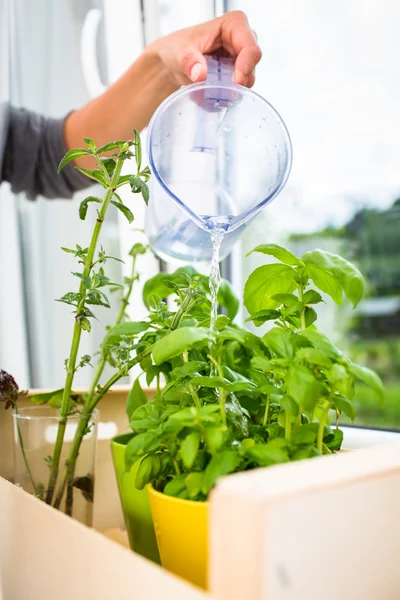 Mengairi tanaman herbal dapur — Stok Foto