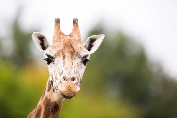 Jirafa (Giraffa camelopardalis ) — Foto de Stock
