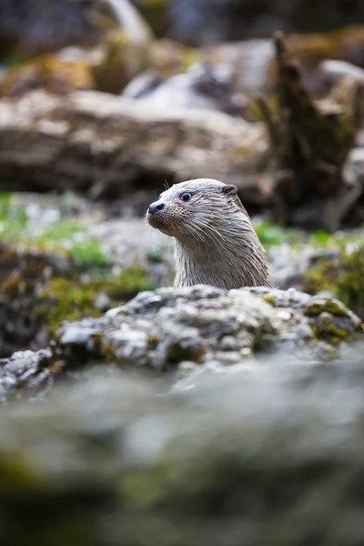 Lontra-asiática (Lutra lutra ) — Fotografia de Stock