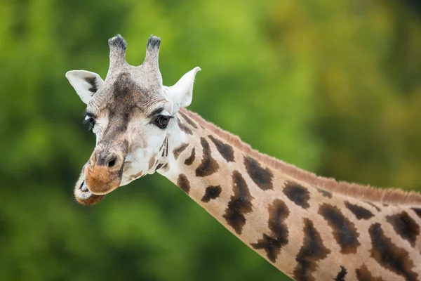 Girafa (Girafa camelopardalis ) — Fotografia de Stock