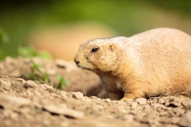 çok sevimli siyah kuyruklu Çayır köpeği