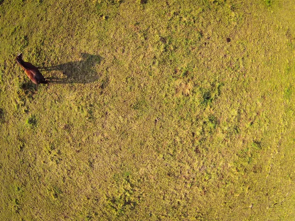 Vista aérea sobre um pasto com um cavalo — Fotografia de Stock