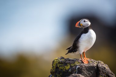 Puffin, Isle of May, Scotland clipart