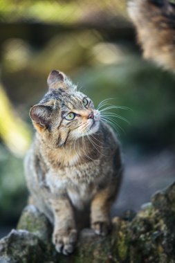 Wildcats doğal ortamlarında