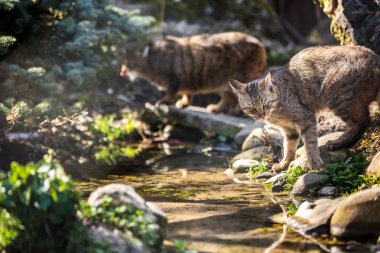 Wildcats doğal ortamlarında