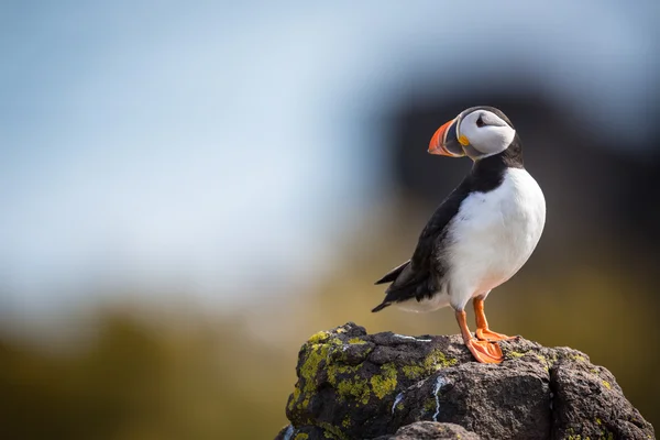 Puffin, Isla de Mayo, Escocia — Foto de Stock