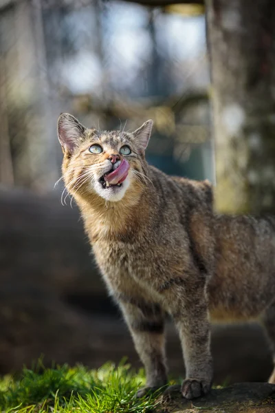 Wildcats in their natural habitat — Stock Photo, Image