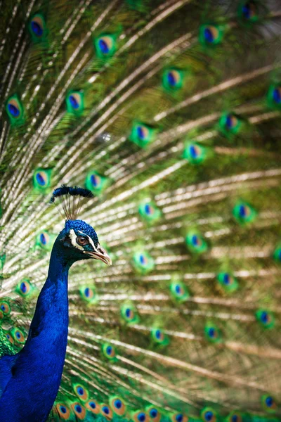 Prachtige peacock met veren uit (Pavo cristatus) — Stockfoto