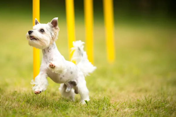 Mignon petit chien faisant — Photo