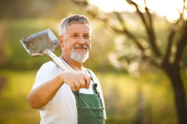 Senior mannen trädgårdsskötsel i sin trädgård — Stockfoto