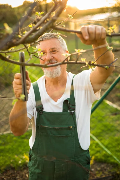 Jardinagem do homem sênior em seu jardim — Fotografia de Stock