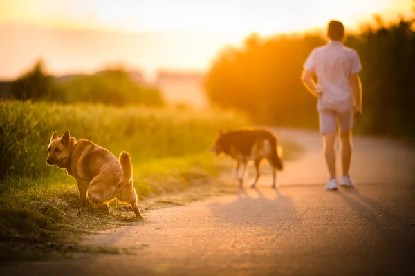 Uomo che porta a spasso i suoi due cani — Foto Stock