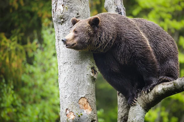 Bruine beer bekijken — Stockfoto