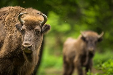 Avrupa bizonu (Bison bonasus)