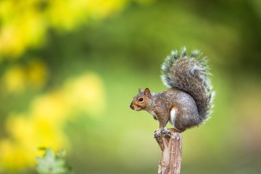 Doğu Gri Sincap (Sciurus carolinensis) 