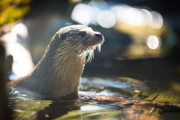 Lontra eurasiatica (Lutra lutra ) — Foto Stock