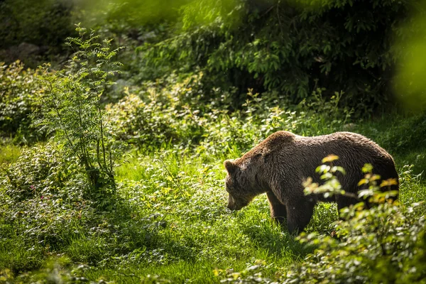 Brunbjörn (Ursus arctos)) — Stockfoto
