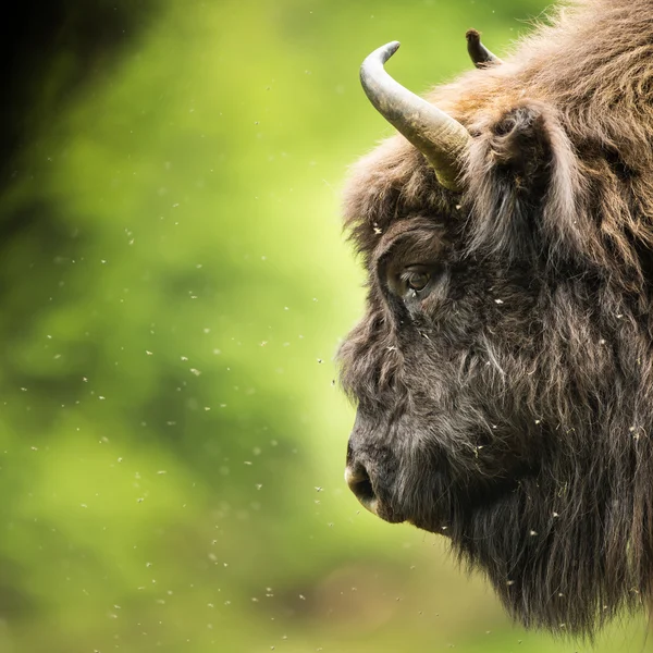Bisonte europeo (Bison bonasus) —  Fotos de Stock