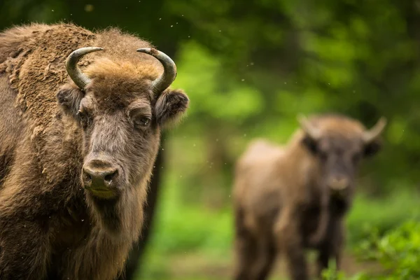 Bisonte europeo (Bison bonasus) — Foto de Stock