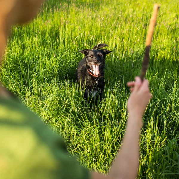 Jogando o pau para o cão — Fotografia de Stock