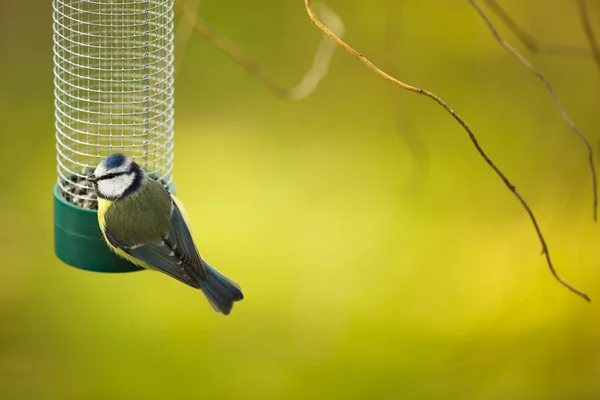 Tiny Blue tit on a feeder in a garden — Stock Photo, Image