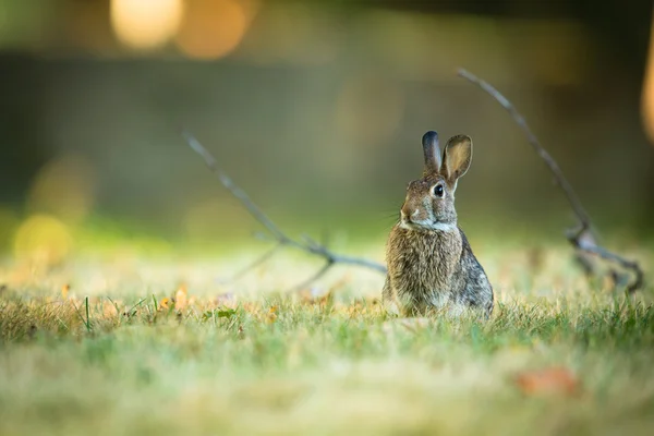 Cute rabbit in grass — Stock Photo, Image