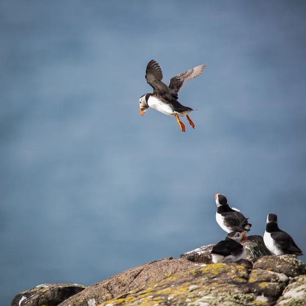 Puffins, Isola di Maggio — Foto Stock