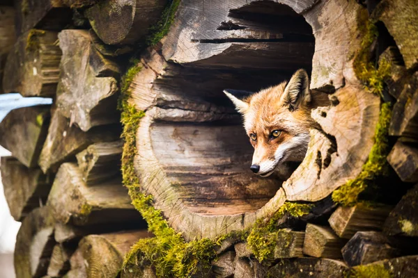 Красная лиса (Vulpes vulpes) — стоковое фото