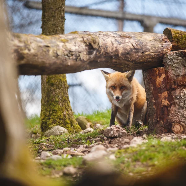 Red Fox (Vulpes vulpes) — Stock Photo, Image