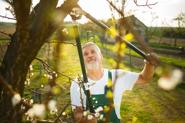 Старший чоловік садівництво в своєму саду — стокове фото