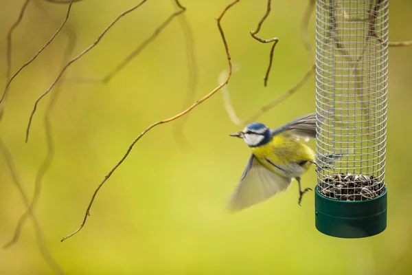 Tiny Blue tit volando lejos de un alimentador —  Fotos de Stock