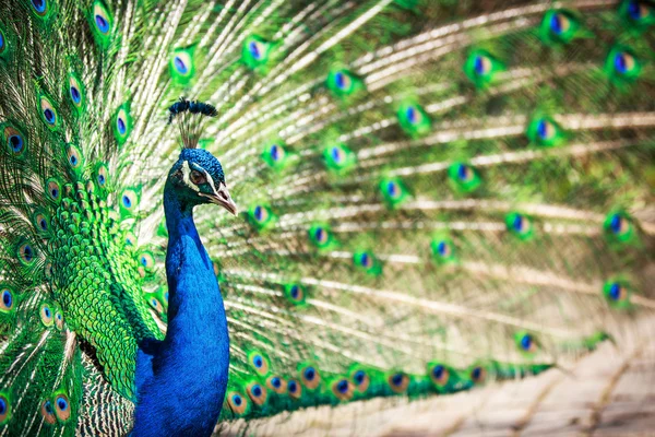 Pavone (Pavo cristatus ) — Foto Stock