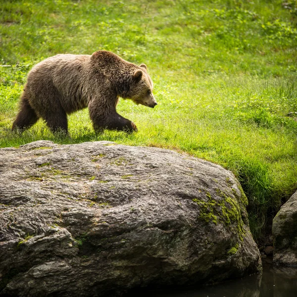 棕熊（Ursus arctos）) — 图库照片