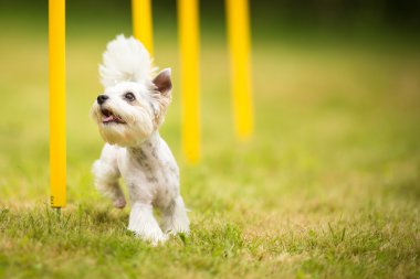Sevimli küçük köpek çeviklik matkap yapıyor