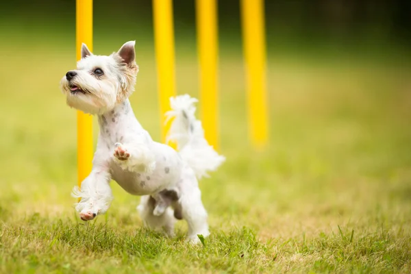 Mignon petit chien faisant exercice d'agilité — Photo