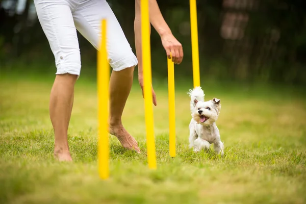 Aranyos kis kutya agility fúró csinál — Stock Fotó