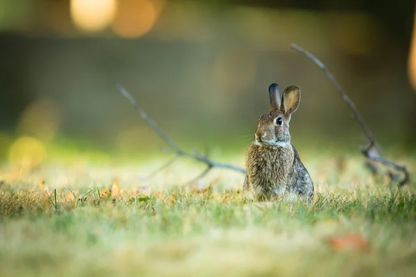 Çimenlikteki sevimli tavşan — Stok fotoğraf